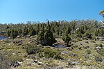 Miniatuur voor Bestand:Walls of Jerusalem National Park, Tasmania 56.jpg