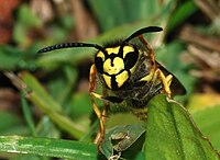 Vespula germanica (Vespidae)