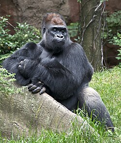 Gorille de l’Ouest dans un zoo