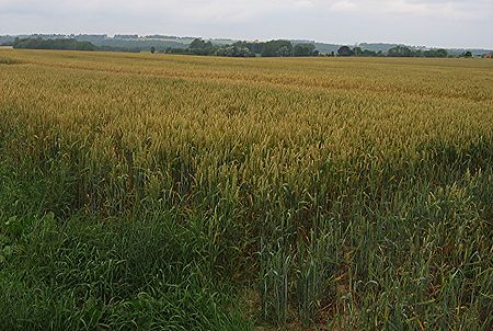 "You shall not reap all the way to the edges of your field." Wheat field caux.jpg