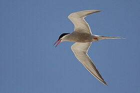 White-cheeked Tern.jpg