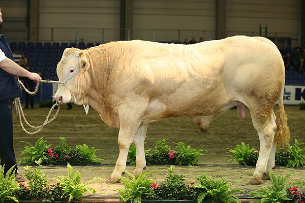 A young bull of the Blonde d'Aquitaine breed.