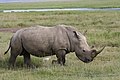 Rinoceronte (Ceratotherium simum/Diceros bicornis).