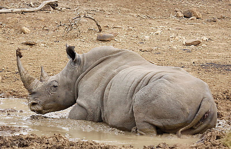 Plik:White rhinoceros or square-lipped rhinoceros, Ceratotherium simum. (17349074222).jpg