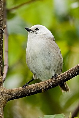 White-headed (Mohoua albicilla)