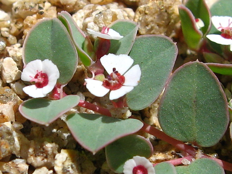 File:Whitemargin Sandmat (Chamaesyce albomarginata); Covington Flats - 12525842333.jpg