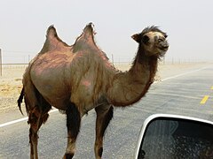 Wild Bactrian camel on road east of Yarkand.jpg