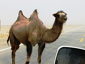 Camello bactriano salvaje en la carretera al este de Yarkand.jpg