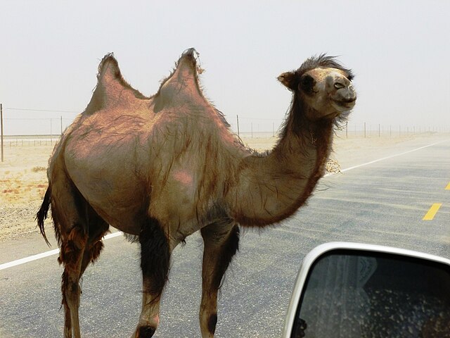 Camelus ferus (chameau sauvage de Tartarie)