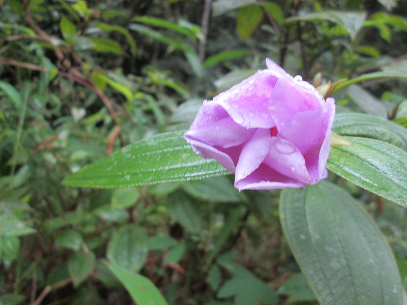 File:Withering bowitiya flower at Sinharaja.jpg