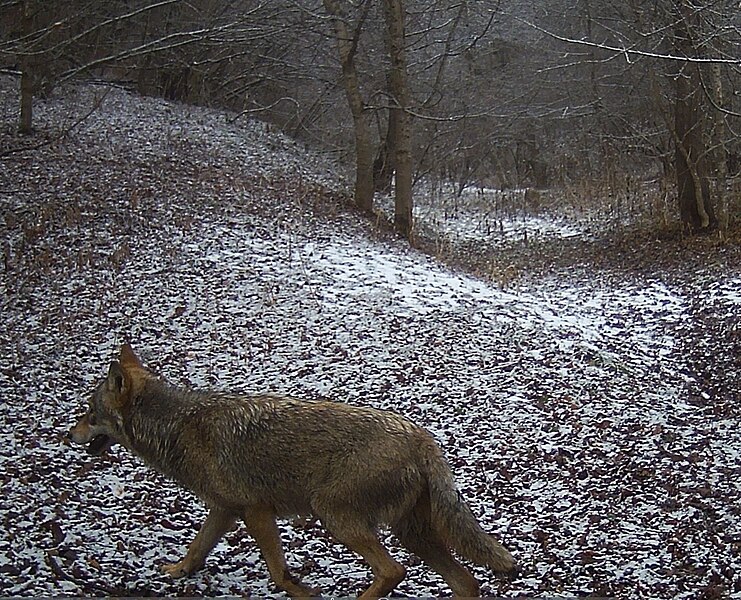 File:Wolf in Shatoyskiy rayon.jpeg