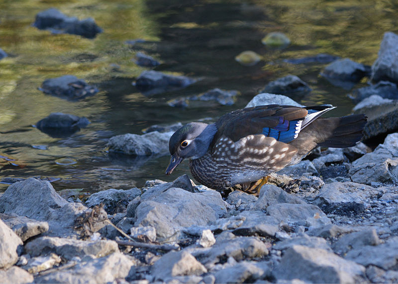 File:WoodDuckHen.jpg