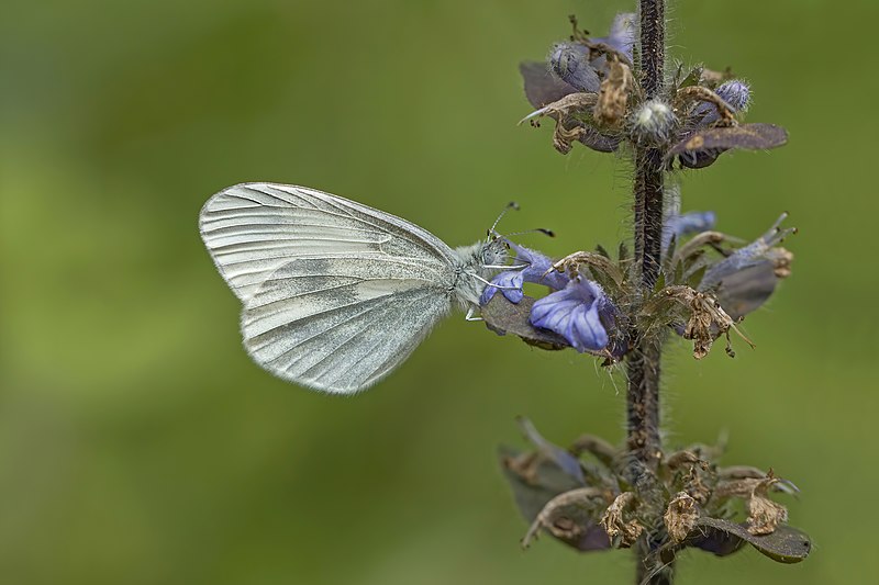 File:Wood white (Leptidea sinapis) female.jpg