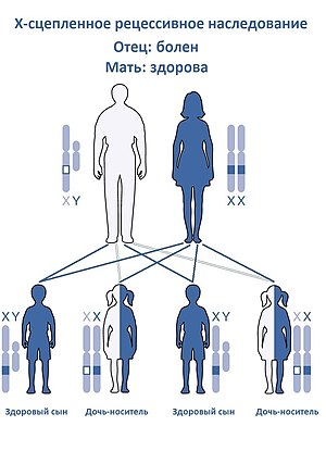 300px-X-linked_Recessive_Inheritance-Ru%