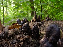 Xylaria polymorpha Xylaria polymorpha3.JPG