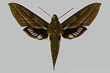 Xylophanes vagliai, erkak, tepada. Ekvador, (Pichincha) qo'riqxonasi Rio Guajalito, Chiriboga va Santo Domingo de Los Kolorados km 11.jpg