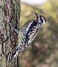 Thumbnail for File:Yellow-bellied sapsucker in CP (40443).jpg