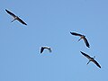 Yellow-billed Stork Mycteria ibis in Tanzania 4621 cropped Nevit.jpg