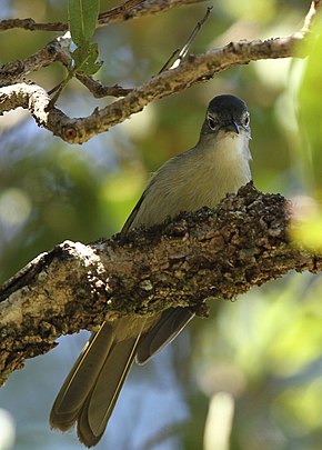 Описание изображения Greenbul с желтыми полосами (или Bulbul с желтыми полосами), Phyllastrephus flavostriatus на плантации Агата, Тзанеен, Южная Африка (14514856499) .jpg.