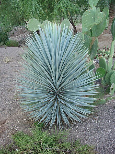 File:Yucca30.jpg