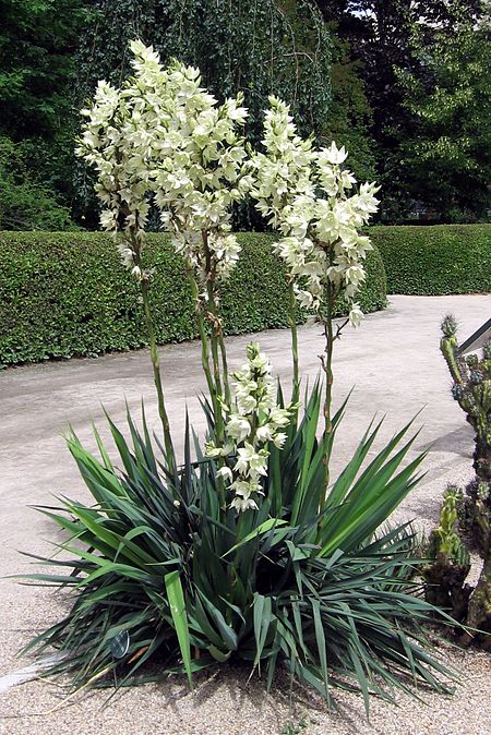 Yucca flaccida