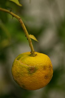 Japanese citrus Citrus fruit and plant