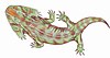 Liste Des Genres D'amphibiens Préhistoriques