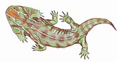 Life restoration of the Permian amphibian Zatrachys Zatrachys1DB.jpg