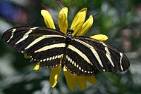 Zebra motyl o długich skrzydłach.JPG