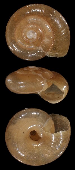 File:Zonitoides nitidus shell.jpg