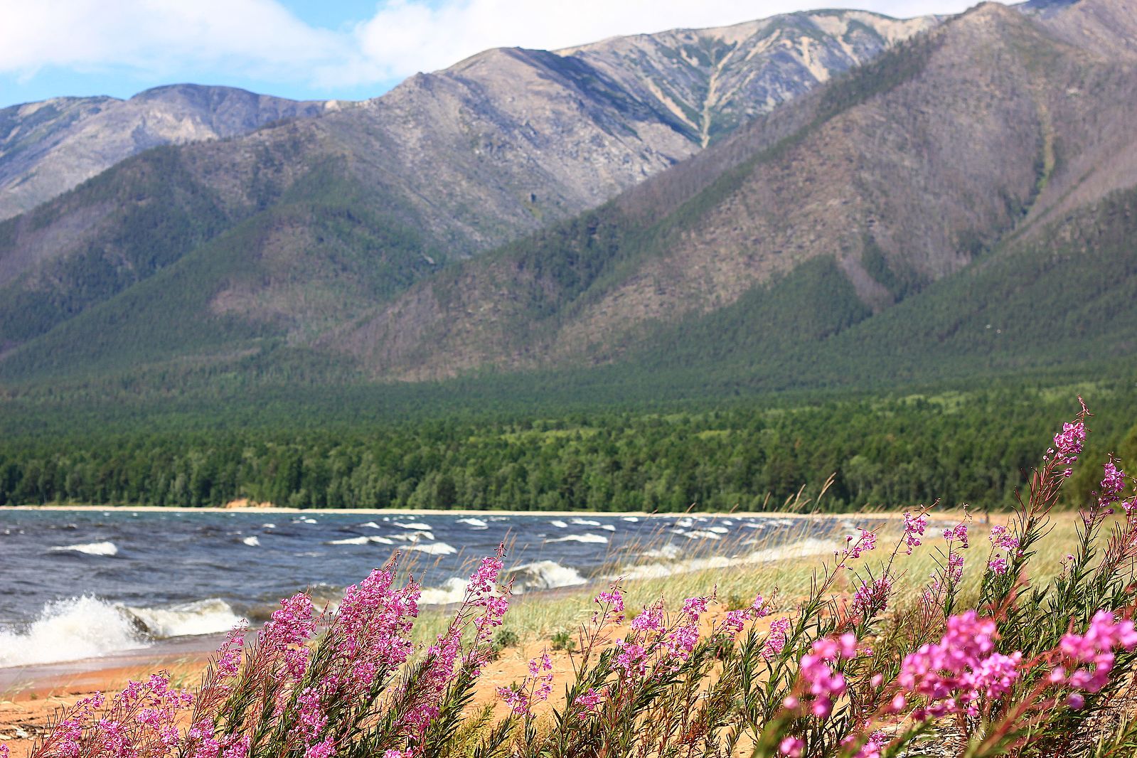 Бурятия багульник село