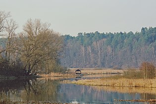 Wiks va Canya kuksa poke Kondrovo