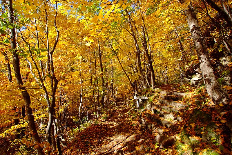 File:定山渓散策路(Jozankei walkway) - panoramio (3).jpg