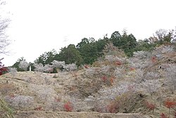 四季桜と紅葉