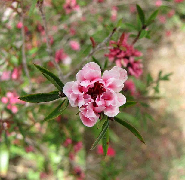 File:松紅梅-重瓣 Leptospermum scoparium 'Ruby Glow' -台灣清境農場 Cingjing Farm, Taiwan- (15506174138).jpg