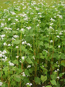 蕎麥: 种植, 利用, 参考资料