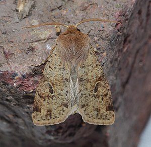 -10487 – Orthosia rubescens – Ruby Quaker Moth (17057162406).jpg