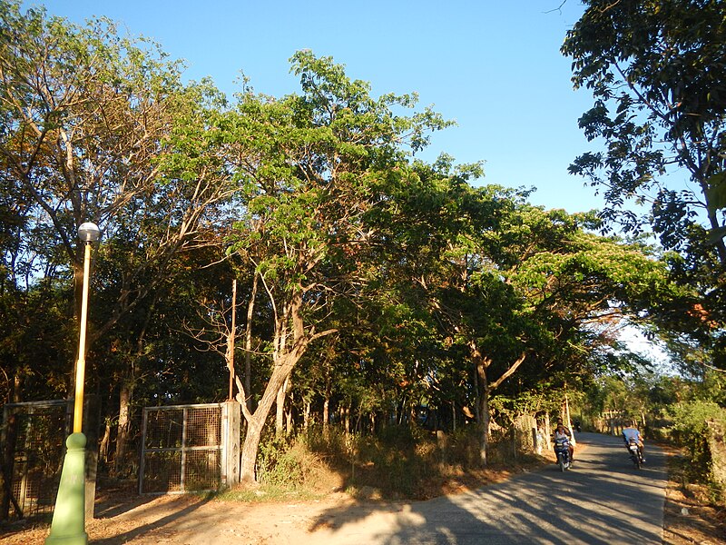 File:0581jfLandscapes Mabalas Diliman Salapungan Paddy fields San Rafael Bulacan Roadsfvf 09.JPG