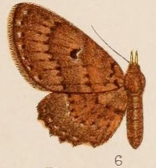 <i>Collix rufipalpis</i> Species of moth