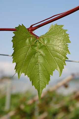 Hoja de parra