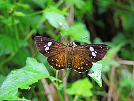 Celaenorrhinus ratna