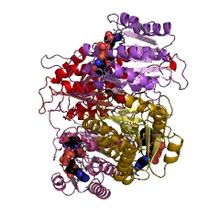 Modèle tridimensionnel de l'enzyme