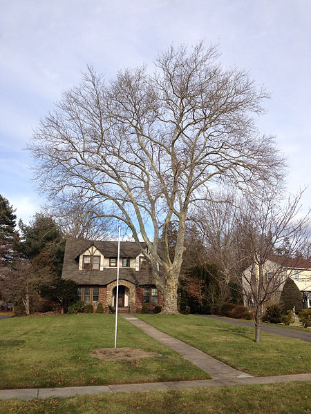 File:2014-12-30 13 00 36 American Sycamore along Lake Boulevard in Ewing, New Jersey.JPG