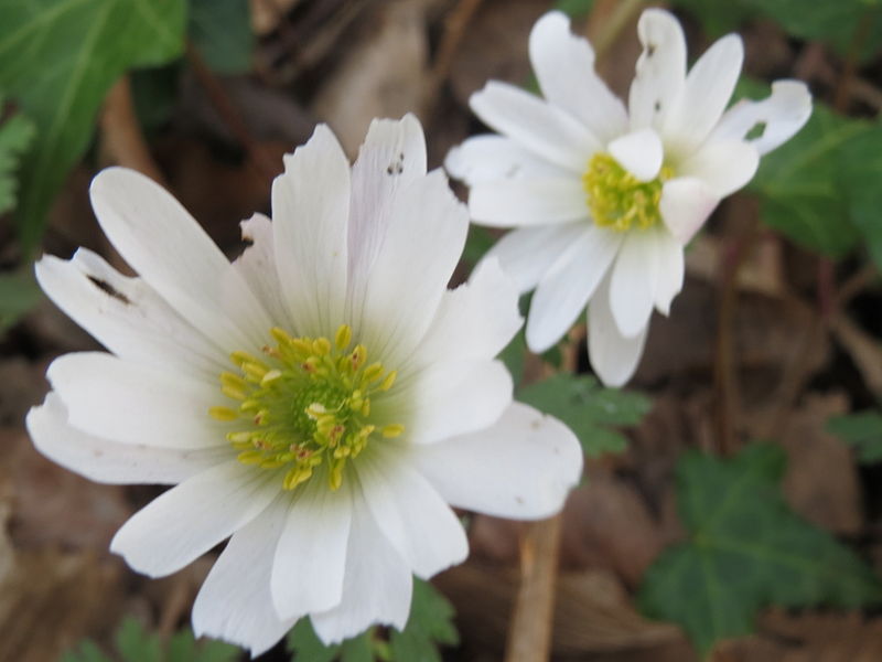 File:20140317Anemone nemorosa2.jpg