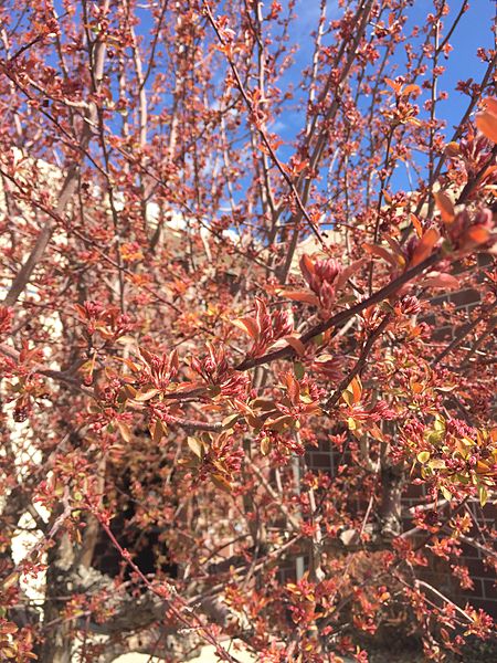 File:2015-03-25 13 59 58 Early spring Crabapple foliage and flower buds on Idaho Street (Interstate 80 Business) near 9th Street in Elko, Nevada.JPG