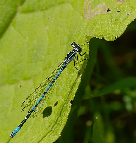 File:2015.05.14.-01-Lampertheim-Sued beim Hollaendergraben--Hufeisen-Azurjungfer-Maennchen.jpg