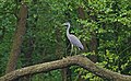 Graureiher - Ardea cinerea