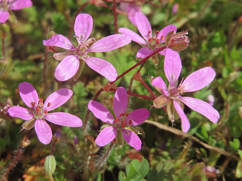 File:20170420Erodium cicutarium2.jpg