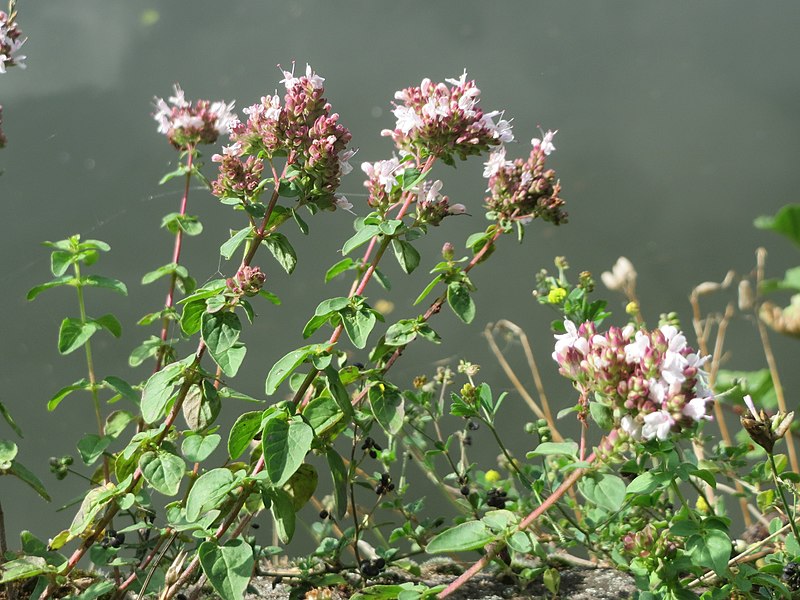 File:20170809Origanum vulgare1.jpg