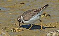 Sandregenpfeifer im Jugendkleid - Charadrius hiaticula